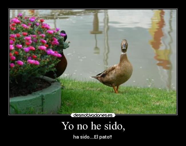Yo no he sido, - ha sido....El pato!!