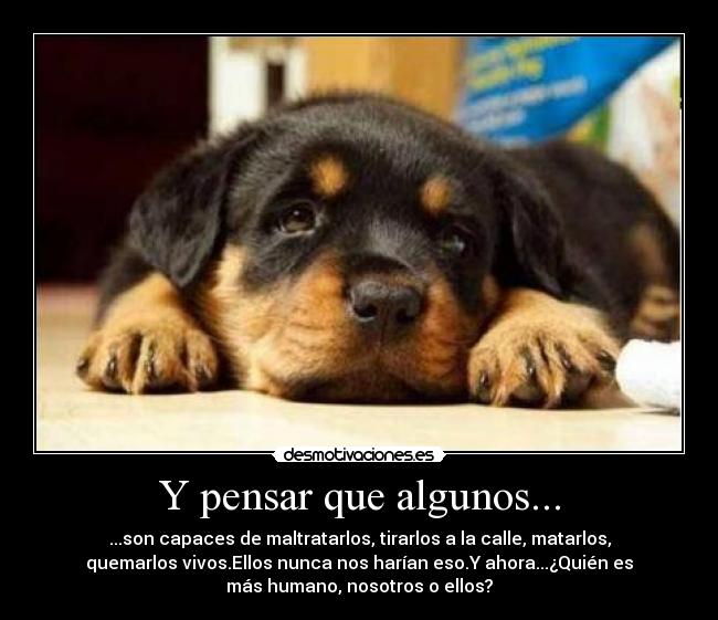 Y pensar que algunos... - ...son capaces de maltratarlos, tirarlos a la calle, matarlos,
quemarlos vivos.Ellos nunca nos harían eso.Y ahora...¿Quién es
más humano, nosotros o ellos?