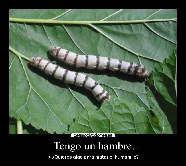 - Tengo un hambre... - + ¿Quieres algo para matar el humanillo?