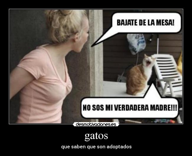 gatos - 