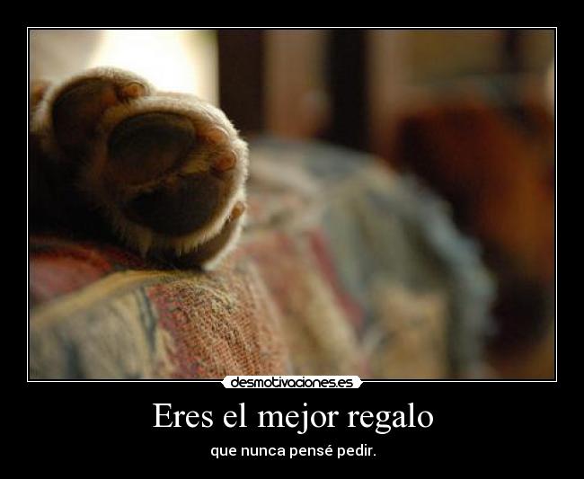 carteles perros mascota animal perrito amor regalo desmotivaciones