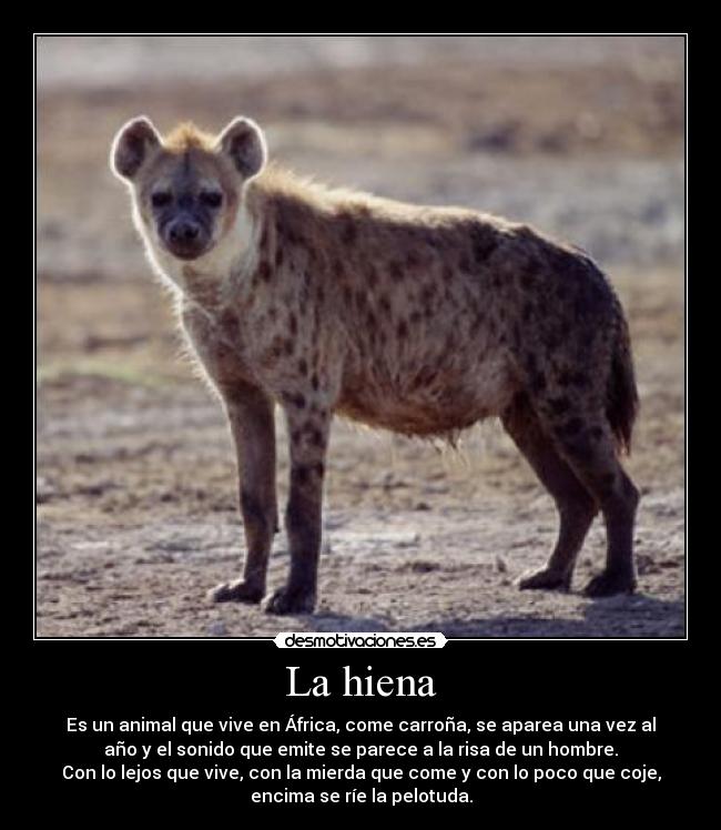 La hiena - Es un animal que vive en África, come carroña, se aparea una vez al
año y el sonido que emite se parece a la risa de un hombre.
Con lo lejos que vive, con la mierda que come y con lo poco que coje,
encima se ríe la pelotuda.