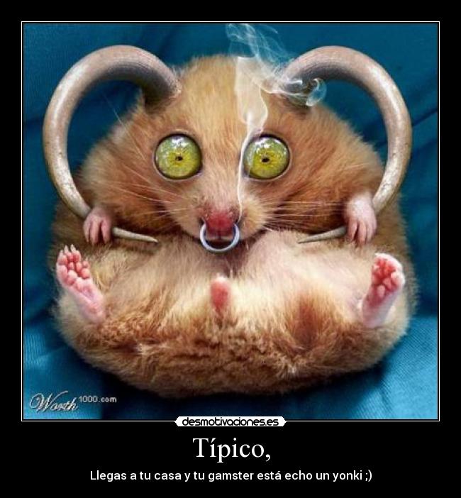 Típico, - Llegas a tu casa y tu gamster está echo un yonki ;)
