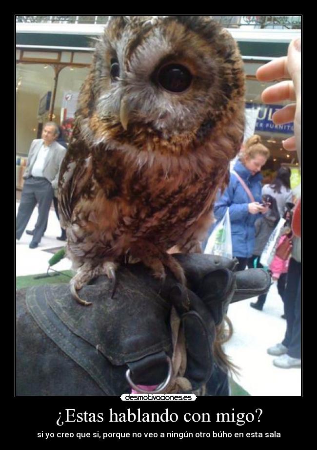 ¿Estas hablando con migo? - si yo creo que si, porque no veo a ningún otro búho en esta sala