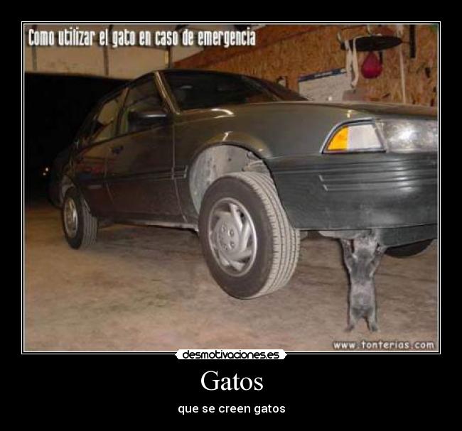 Gatos - que se creen gatos
