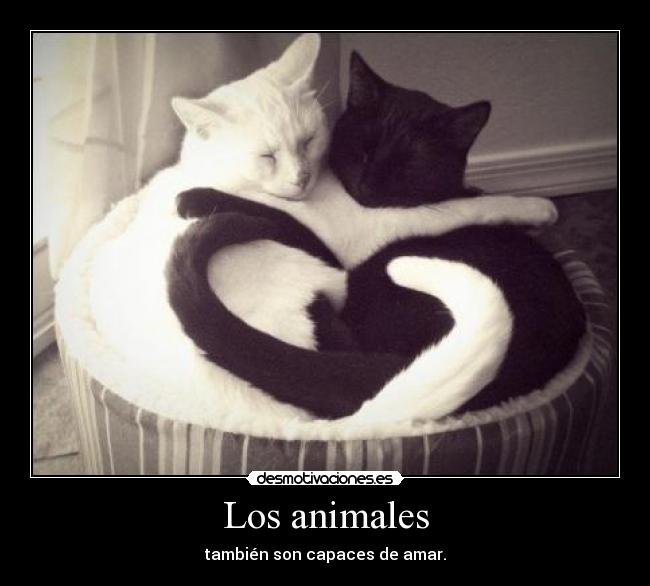 Los animales -