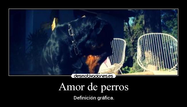 Amor de perros - Definición gráfica.