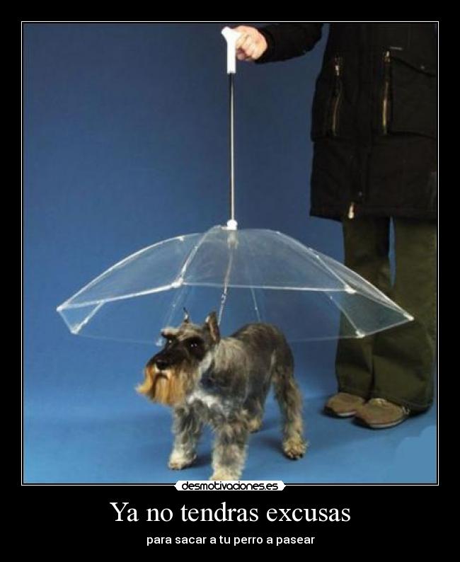 Ya no tendras excusas - para sacar a tu perro a pasear