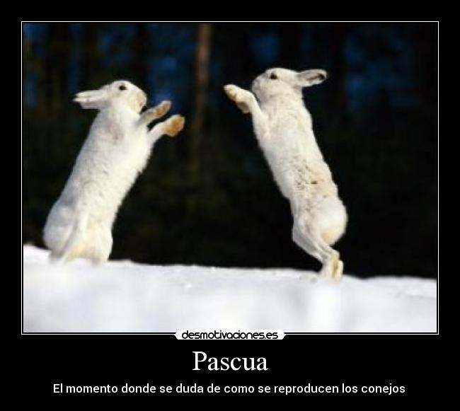 Pascua - El momento donde se duda de como se reproducen los conejos 