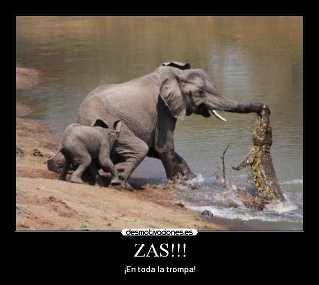 ZAS!!! - ¡En toda la trompa!