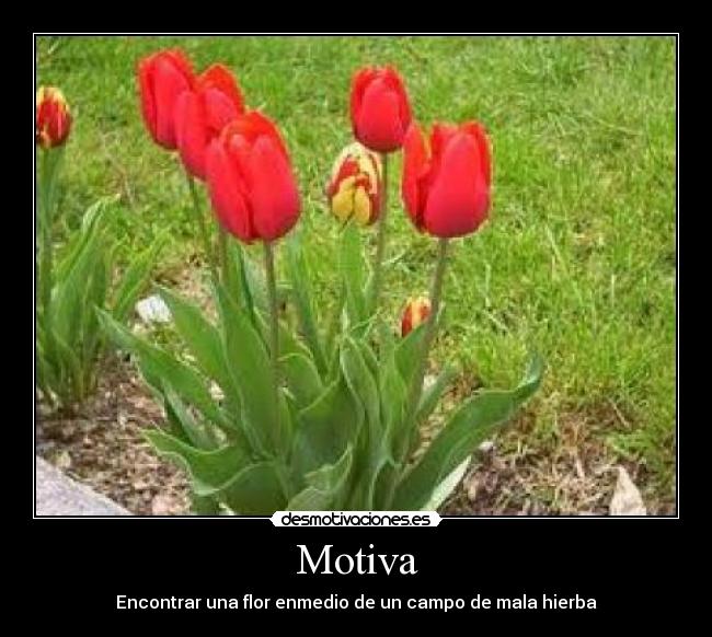 carteles tulipan desmotivaciones