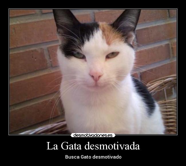 La Gata desmotivada - 