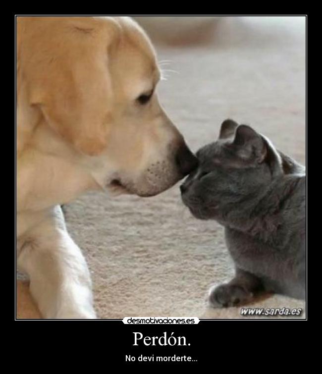 Perdón. - 