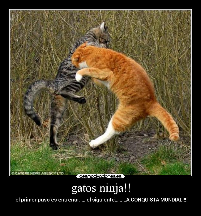 gatos ninja!! - el primer paso es entrenar......el siguiente...... LA CONQUISTA MUNDIAL!!!