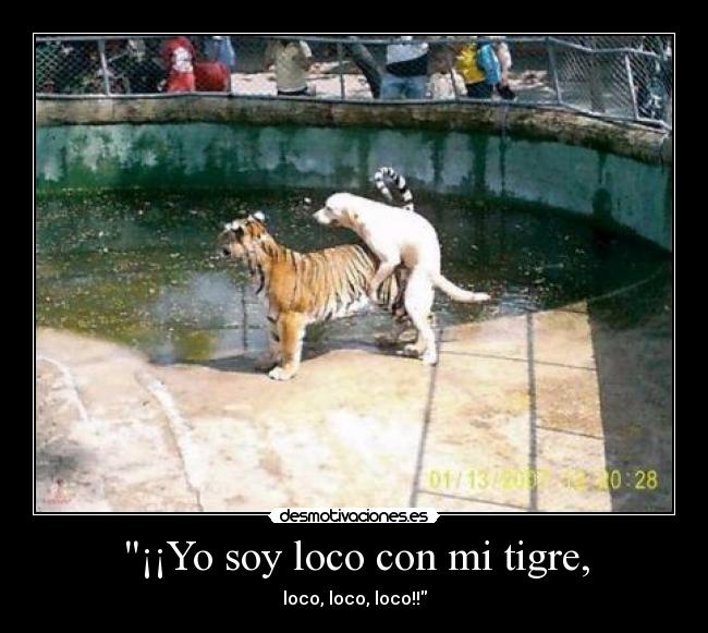 ¡¡Yo soy loco con mi tigre, - 