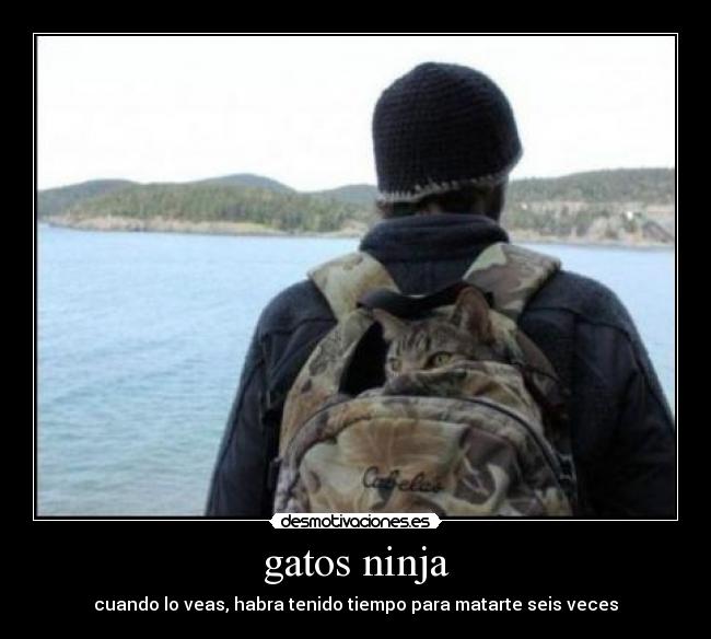 gatos ninja -