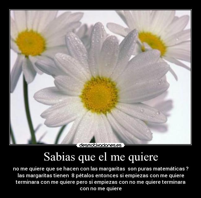 Sabias que el me quiere - no me quiere que se hacen con las margaritas  son puras matemáticas ?
las margaritas tienen  8 pétalos entonces si empiezas con me quiere
terminara con me quiere pero si empiezas con no me quiere terminara
con no me quiere