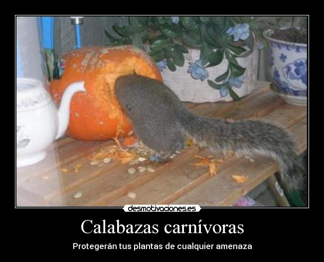 Calabazas carnívoras -