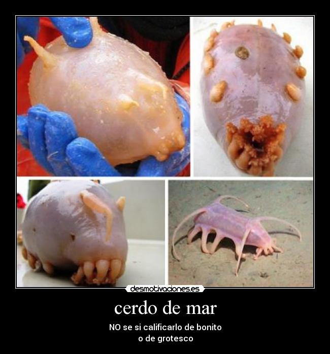 cerdo de mar -