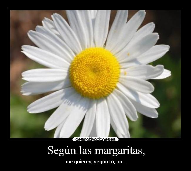 Según las margaritas, -