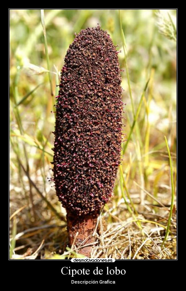 Cipote de lobo -