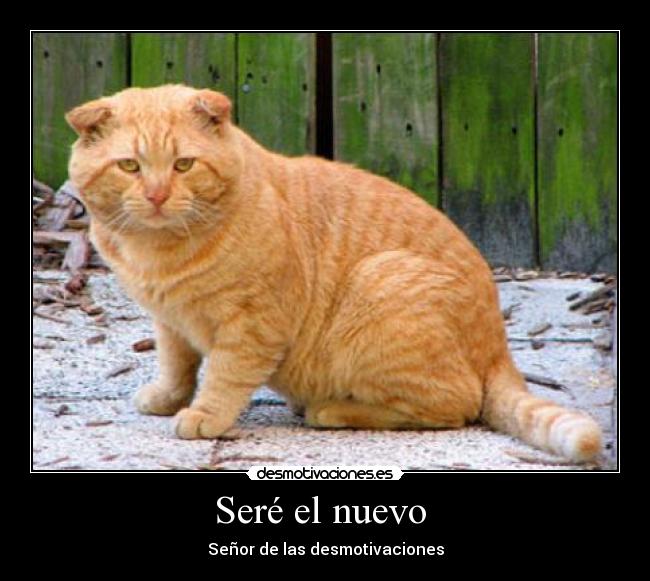 carteles gato desmotivaciones