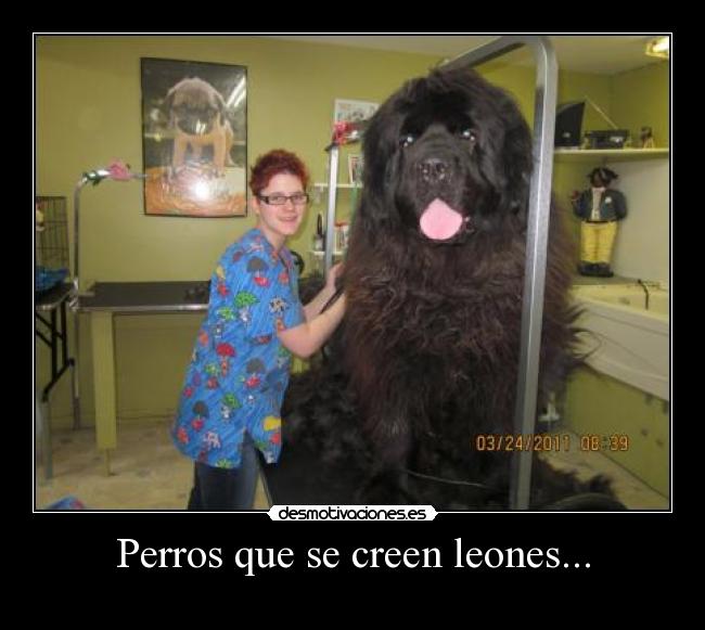 Perros que se creen leones... -