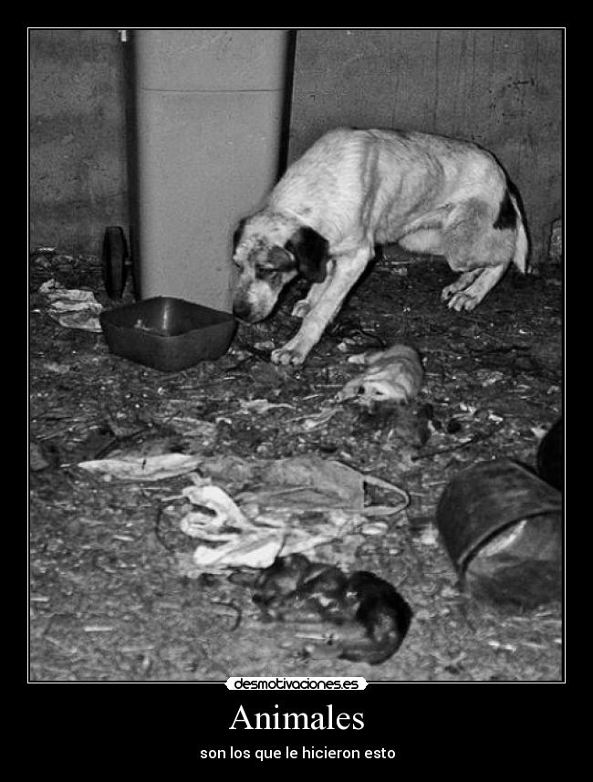 Animales -