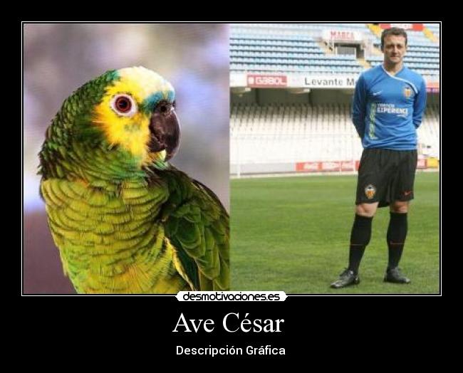 Ave César  - Descripción Gráfica 