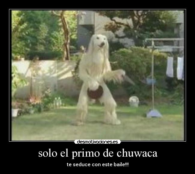 solo el primo de chuwaca - te seduce con este baile!!!