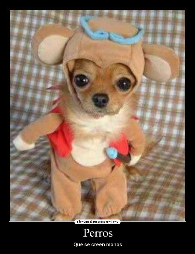 Perros -