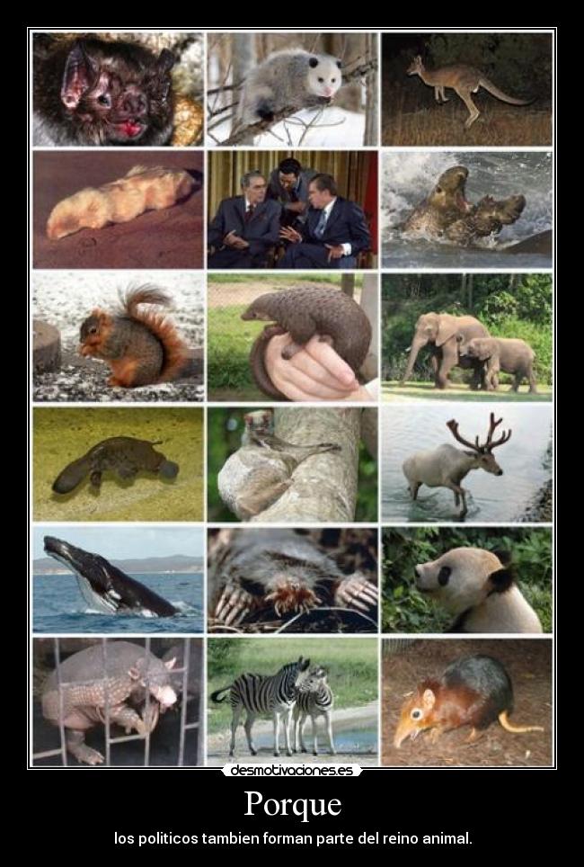 Porque - los politicos tambien forman parte del reino animal.