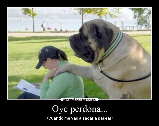 Oye perdona... - 