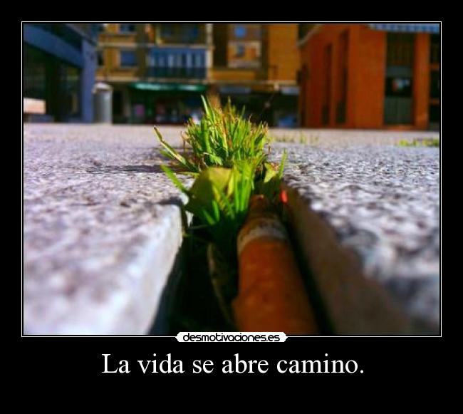 La vida se abre camino. - 