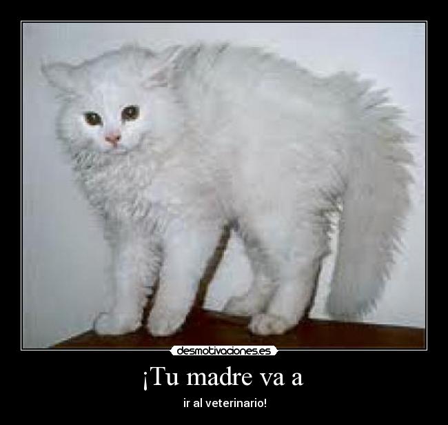 ¡Tu madre va a  - 