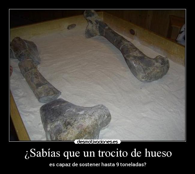 ¿Sabías que un trocito de hueso -