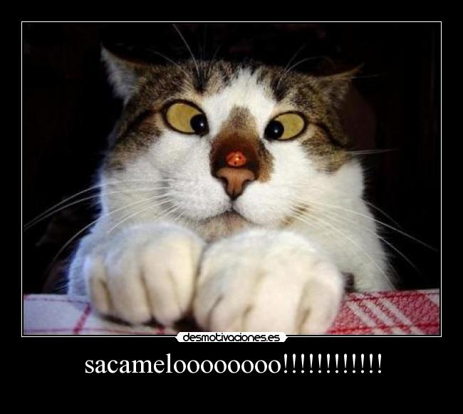 sacameloooooooo!!!!!!!!!!!! - 