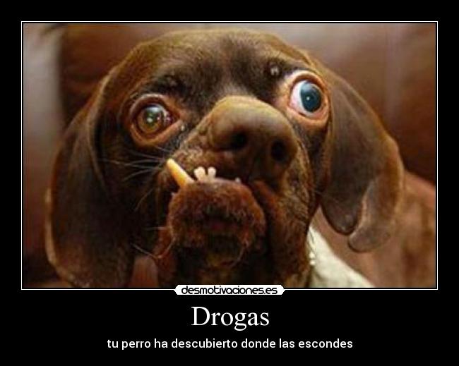 Drogas - 