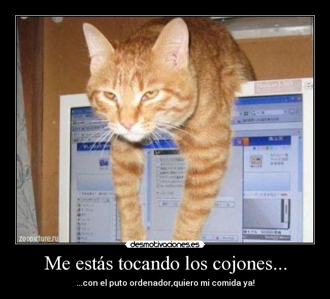 Me estás tocando los cojones... - ...con el puto ordenador,quiero mi comida ya!