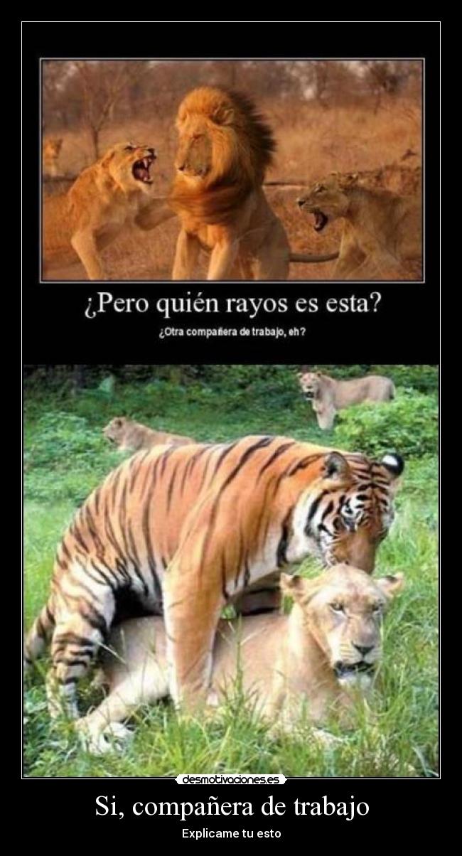 Si, compañera de trabajo - Explicame tu esto