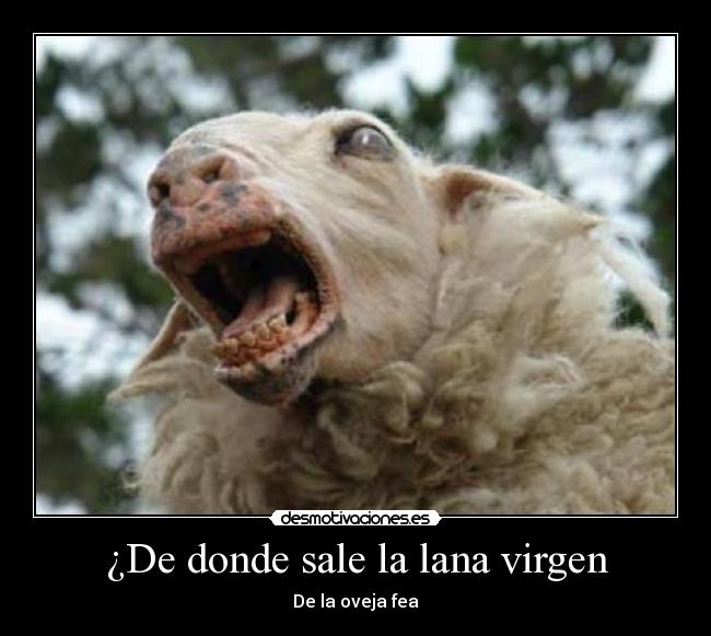 ¿De donde sale la lana virgen -