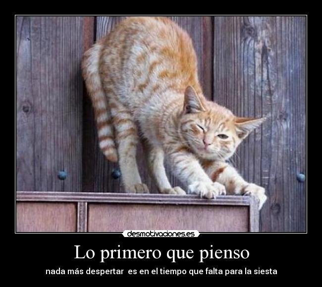 carteles gatos siesta desmotivaciones