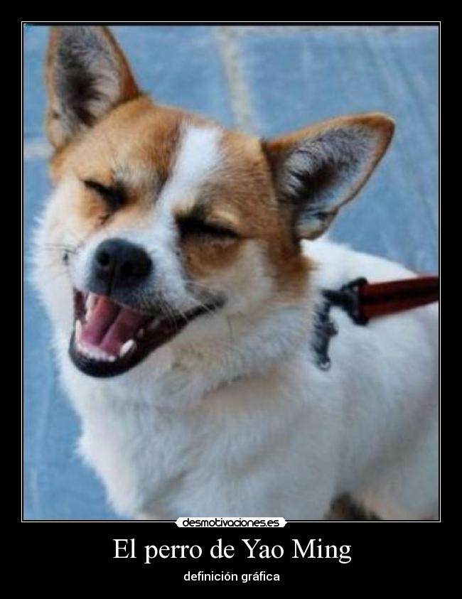 carteles perro yao ming cara parecido desmotivaciones