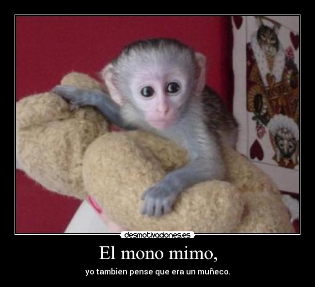 El mono mimo, -