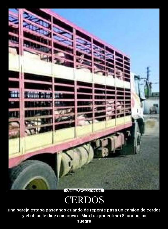 CERDOS - una pareja estaba paseando cuando de repente pasa un camion de cerdos
y el chico le dice a su novia: -Mira tus parientes +Si cariño, mi
suegra