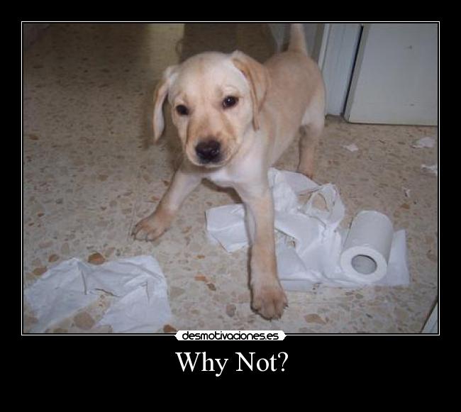 Why Not? -