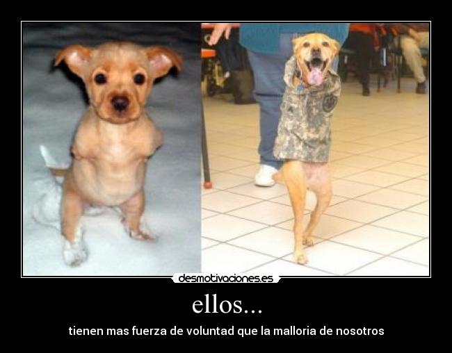 ellos... - 