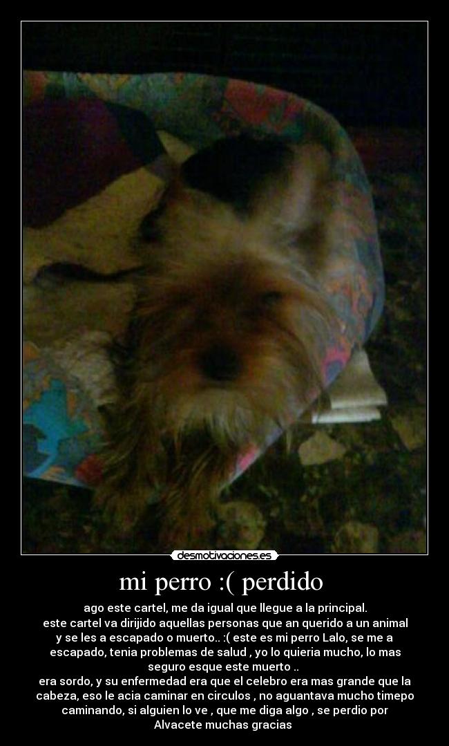 mi perro :( perdido -