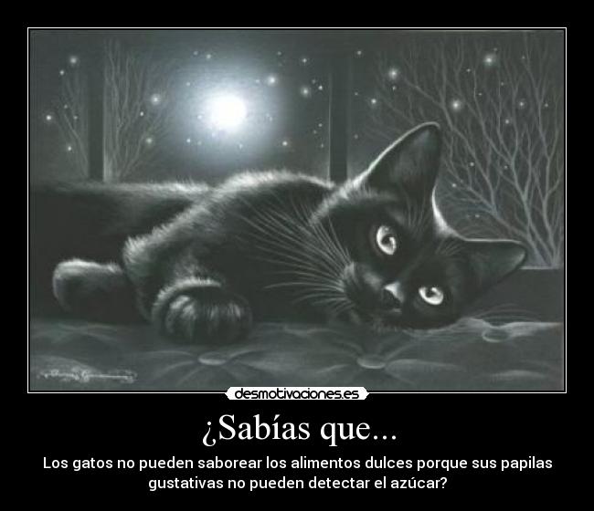carteles gatos desmotivaciones