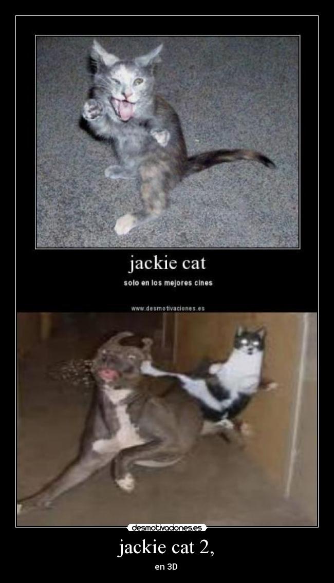 jackie cat 2, -